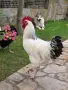 Петле светъл съсекс, снимка 1