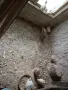 Пътпъдъци за яйца , снимка 1