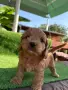 Кавапу (Cavapoo ), снимка 3