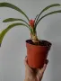Кливия- оранжева, clivia, снимка 2