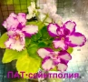 Saintpaulia Сейнтполия Сентполия African Violet Aфриканска теменужка стайна теменужка Фiалка, снимка 3