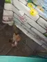 Подарявам 3 малки котенца, снимка 3