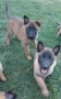 Продавам белгийски овчарки/малиноа, снимка 1