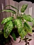 Дифенбахия + Пурпорно сърце, снимка 10