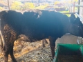 Заплодени юници и крава, снимка 5