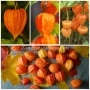 Физалис - physalis, снимка 2