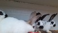 Домашни свободни зайци, снимка 1 - Други - 41344919