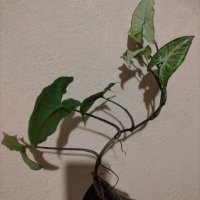 Сингониум влачещо растение 45 см, снимка 2 - Стайни растения - 42552972