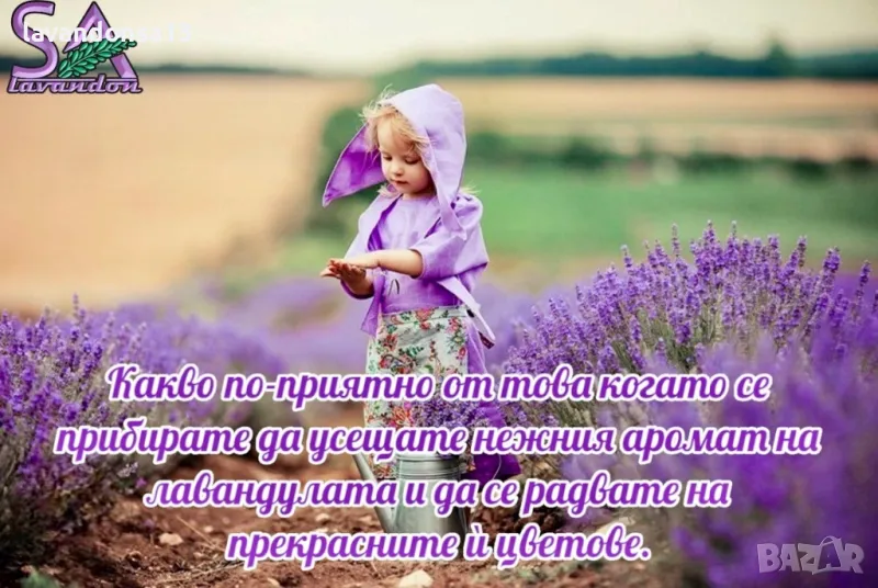 💟Лавандула🇧🇬Маслодайни Рози💞, снимка 1