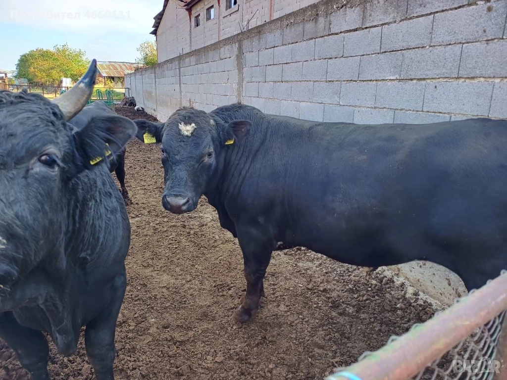 Телета, снимка 1