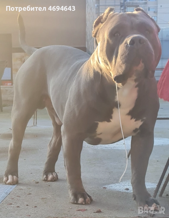 Американско Були XL, снимка 1