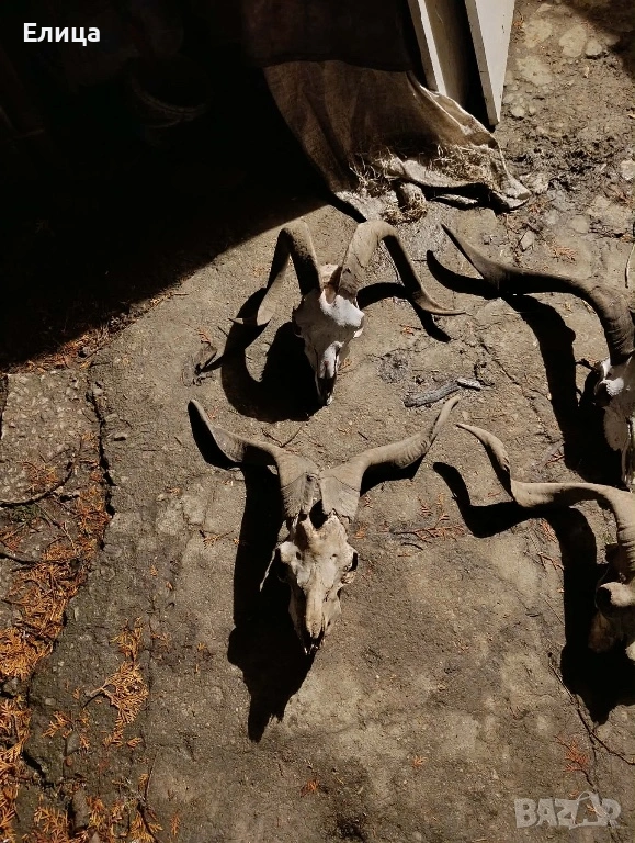 Черепи на кози, снимка 1