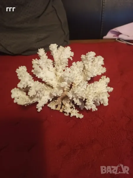 Естествен корал, снимка 1