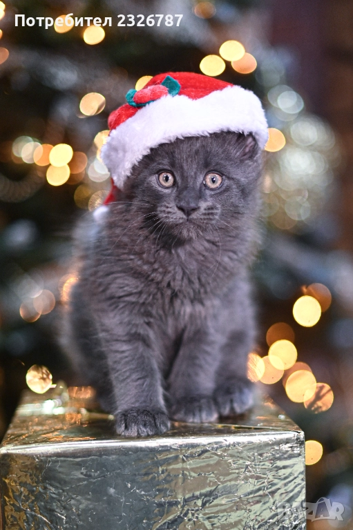 Продавам коте мейн-кун, снимка 1