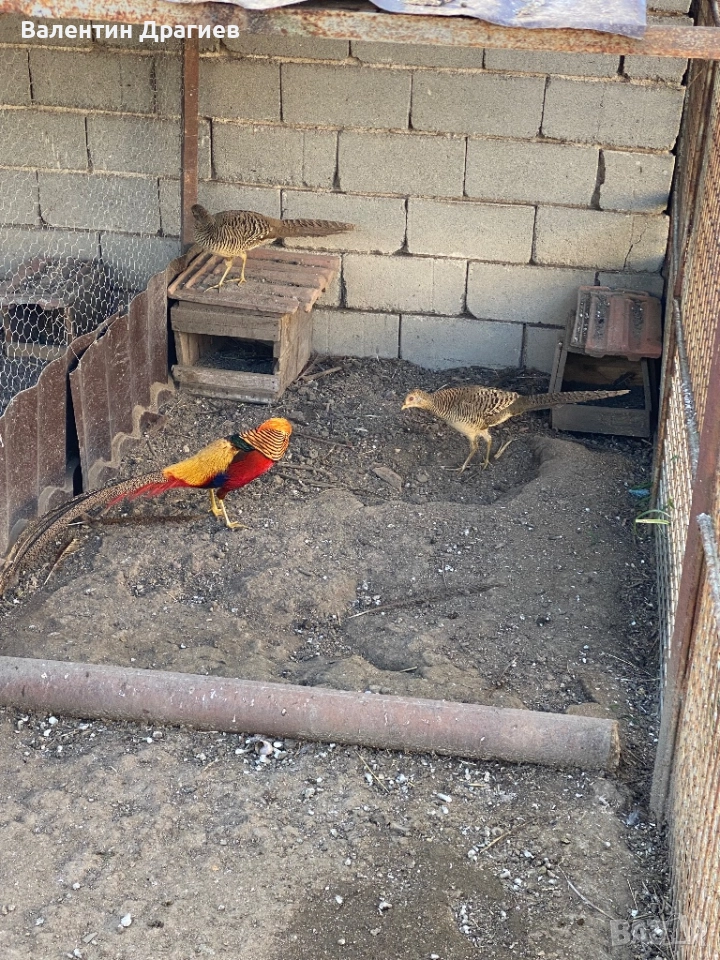 Червено златни фазани, снимка 1