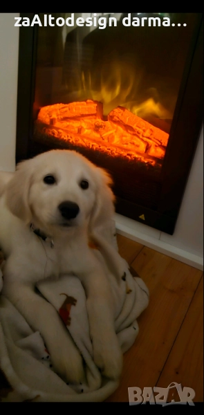 Голден Ретривър, снимка 1