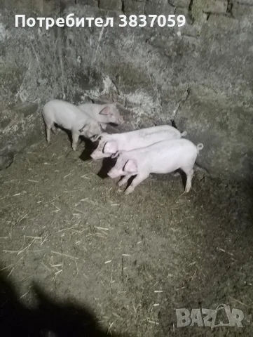 продавам прасета 