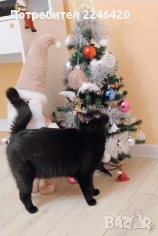 😺 1-годишно момченце от Враца търси ДОМ , снимка 2 - Други - 52893934