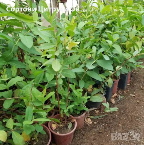 Ябълкова Гуава Червена Жълта, снимка 3 - Градински цветя и растения - 40745535