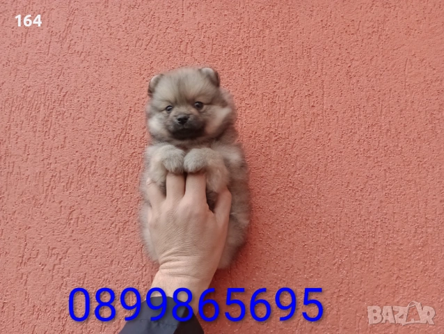 Мъжки Померани. Снимки от 18.02.26 г. , снимка 7 - Померан - 53519345