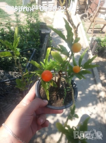 Соланум, снимка 5 - Разсади - 42896125