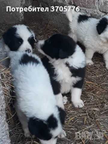 Каракачанско кучета, снимка 3 - Каракачанска овчарка - 48792129