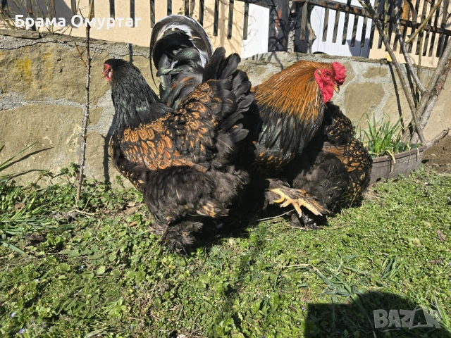 Продавам разплодни яйца от Златно кантирана Брама/Gold Laced Brahma, снимка 16 - Кокошки и пуйки - 50242172