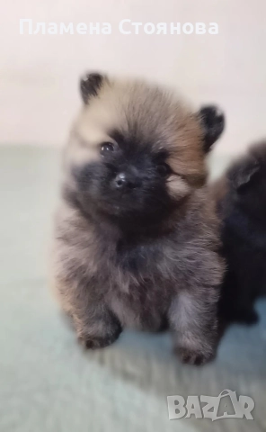 продавам малки померани , снимка 2 - Померан - 52617952