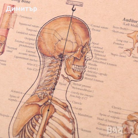 Постер постери плакат скелет 42x29cm, снимка 3 - Декорация за дома - 40222637