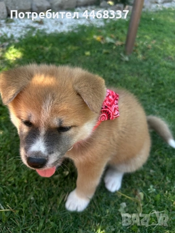 Бебета Акита Ину, снимка 10 - Акита ину - 51249133