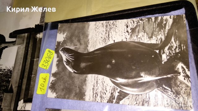 ЛОТ ЧЕТИРИ СТАРИ ПОЩЕНСКИ КАРТИЧКИ СССР ГДР ТЕМА ФАУНА и ПАМЕТНИЦИ 33068, снимка 2 - Филателия - 38662485