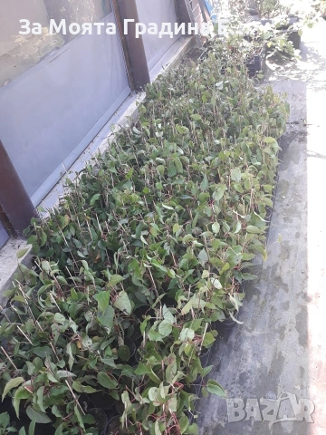 Червено киви , снимка 5 - Градински цветя и растения - 53619308