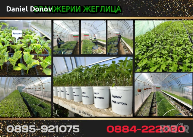 Домат ЧЕРВЕН ГИГАНТ + още над150 сорта домати, снимка 11 - Разсади - 53716352