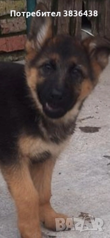 Чистокръвни немски овчарки, снимка 2 - Немска овчарка - 52933564