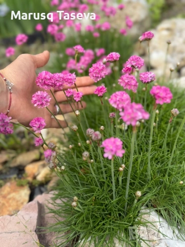 Армерия два вида , снимка 3 - Градински цветя и растения - 53818137