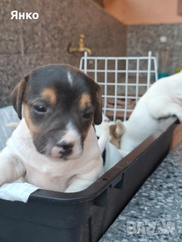 Джак-Ръсел териер, снимка 4 - Джак ръсел териер - 53396443