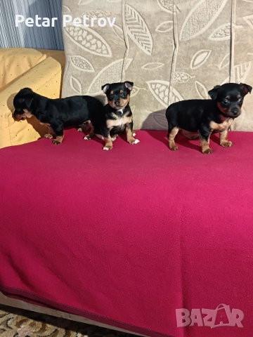 Пинчер мини , снимка 18 - Пинчер - 53690500