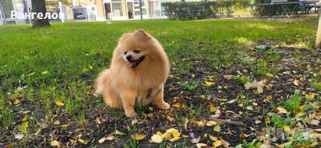 Породист мъжки померан търси своята половинка за разплод, снимка 4 - Търси партньор - 39560113