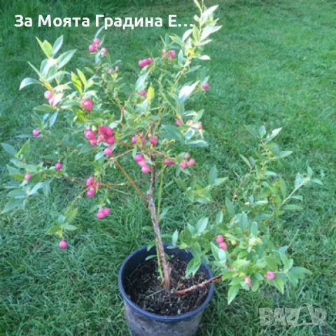 Боровинка -Разсад , снимка 3 - Градински цветя и растения - 49425790