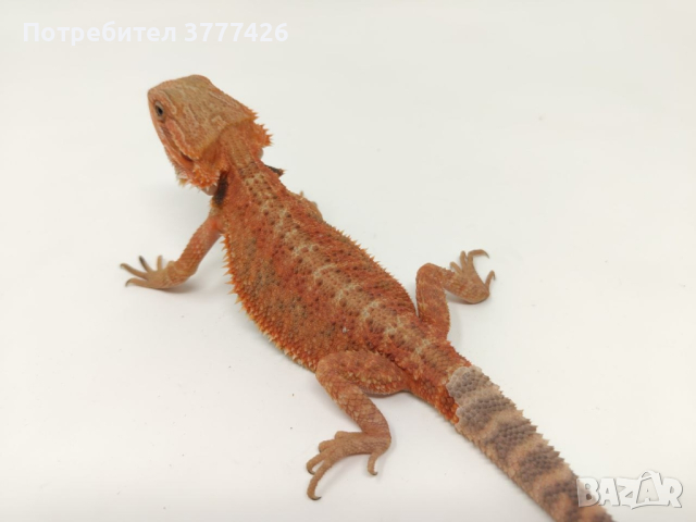 Червена Брадата Агама / Red Pogona vitticeps, снимка 3 - Други - 42659507