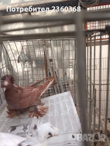 Динкеши и Бухари, снимка 3 - Гълъби - 52571617