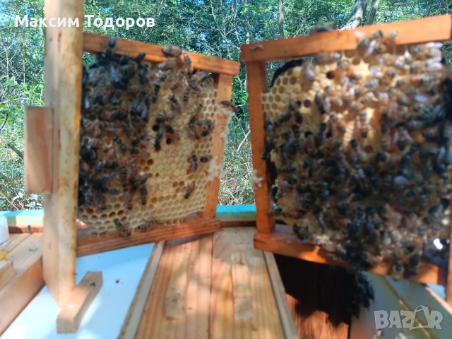 Оплодни кошери за майки нуклеуси , снимка 8 - За пчели - 51450534