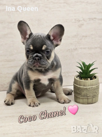 Родословни Lilac Tan Fluffy carrier френски булдог 