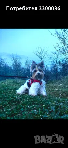 Мъжки бивер си търси женска, снимка 5 - Други - 50023169