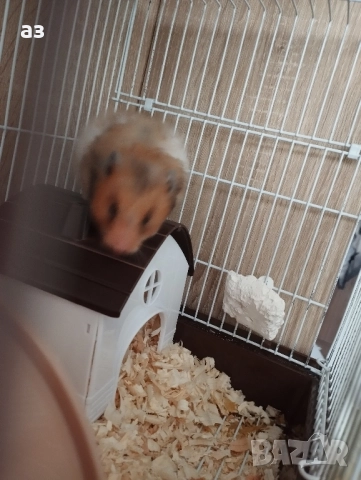 Продавам мъжки хамстер на 4 месеца 