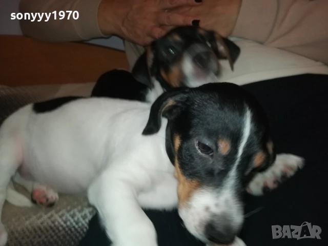 бебе джак-женско 2810251642, снимка 4 - Джак ръсел териер - 52213728