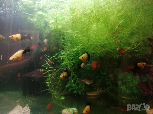 Продавам водни растения за аквариум, снимка 3 - Аквариуми - 52682599