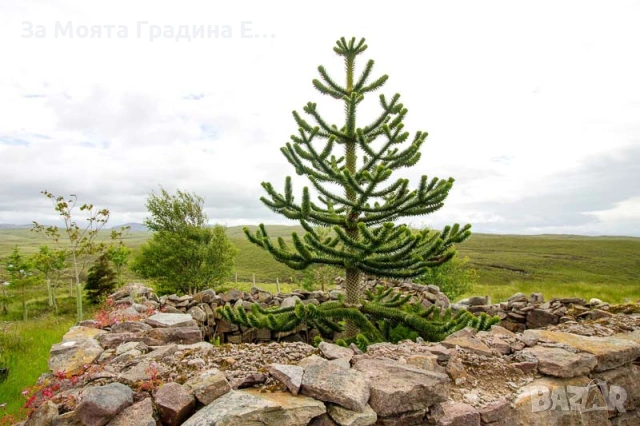 Араукария, снимка 6 - Градински цветя и растения - 53743750