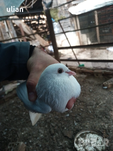 Продавам гълъби арабски смеяч, снимка 7 - Гълъби - 53758892