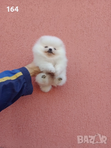 Чисто бяло момченце. Померан., снимка 3 - Померан - 52671875